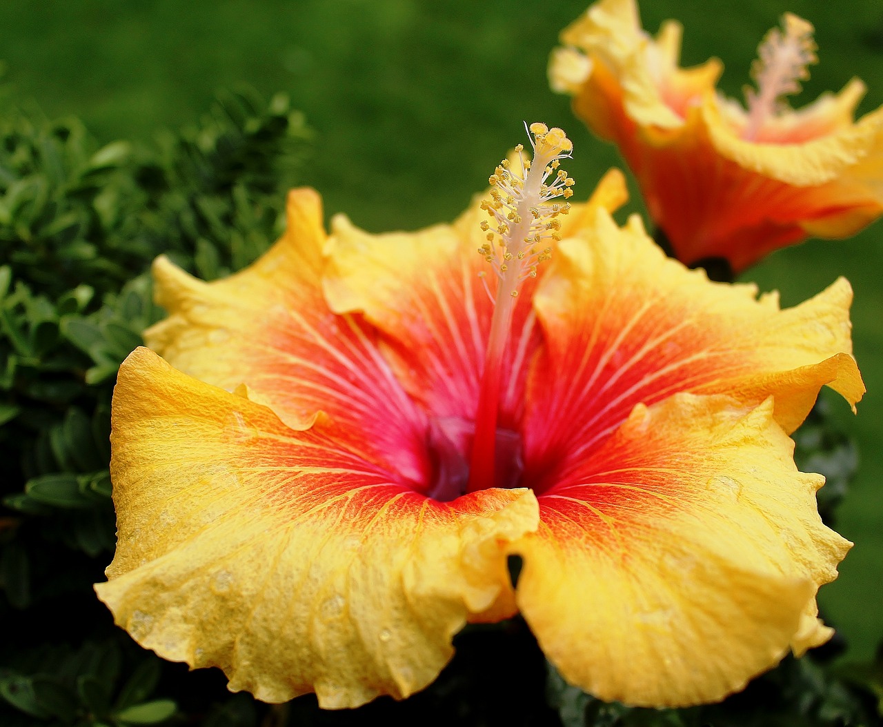 hibiscus mallow flowers free photo