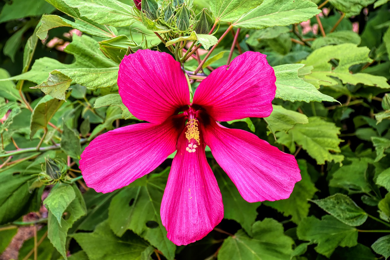 hibiscus  flower  hawaii free photo