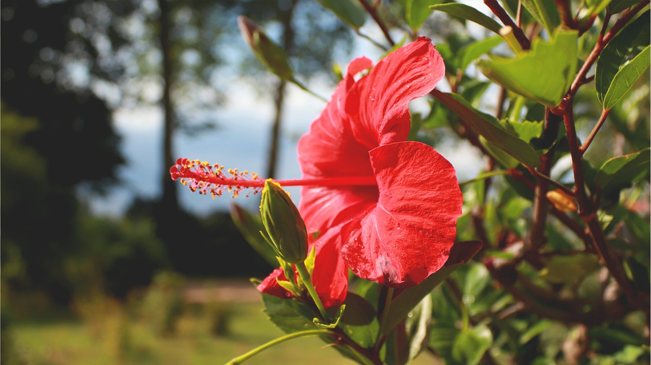 hibiscus  red flower  plant free photo