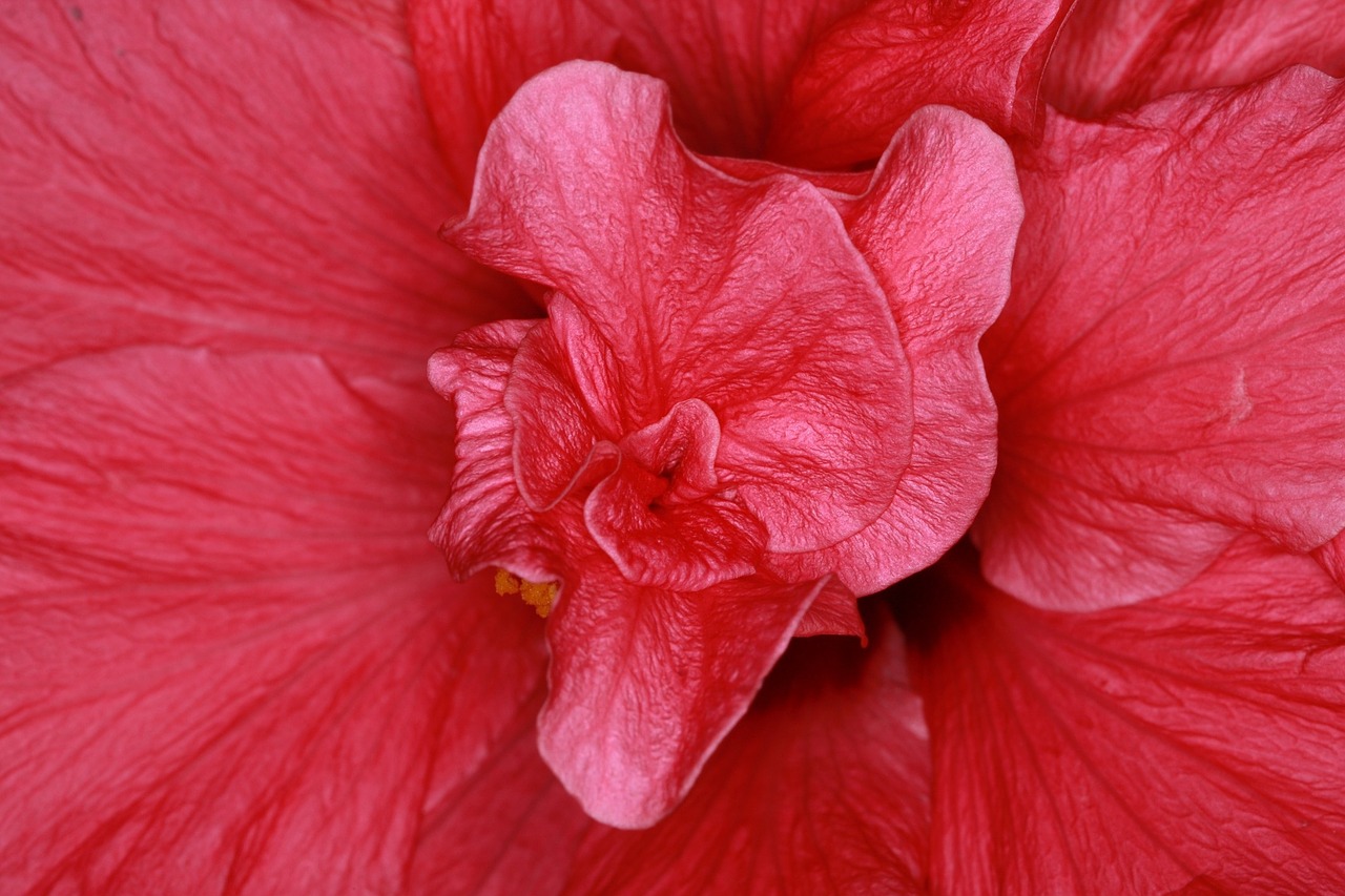 hibiscus marshmallow mallow free photo