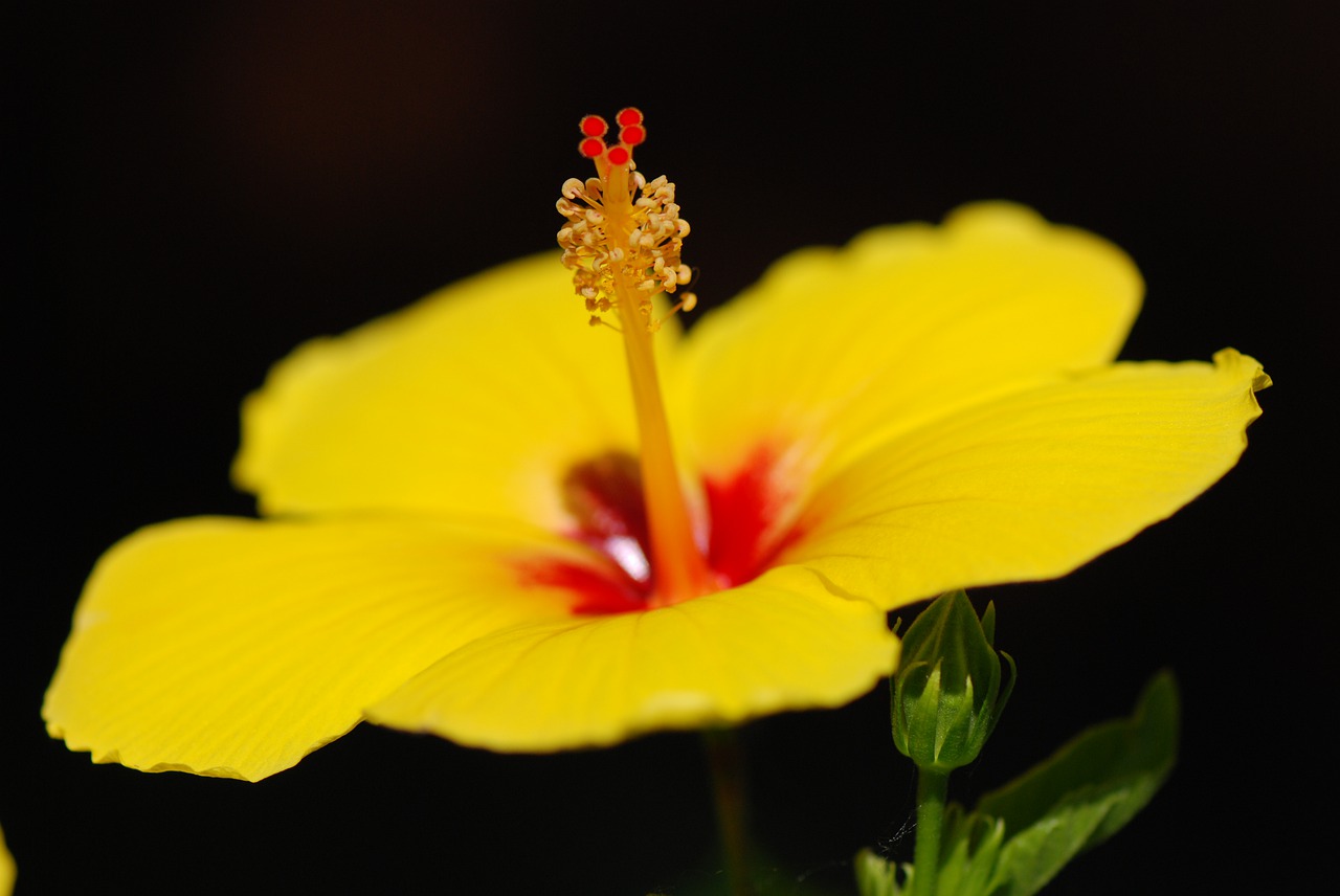 hibiscus  flower  yellow flower free photo