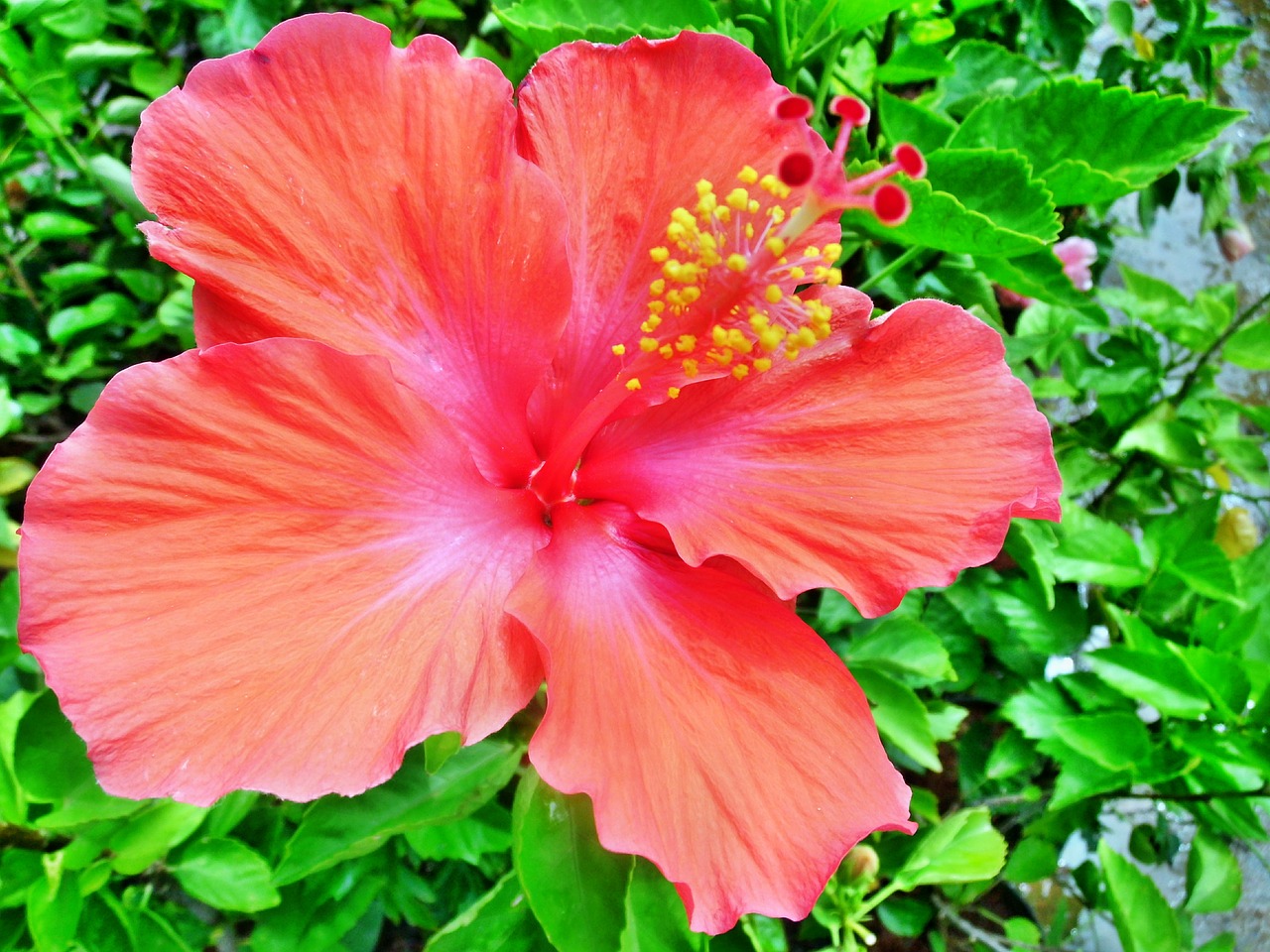hibiscus rosa sinensis free photo