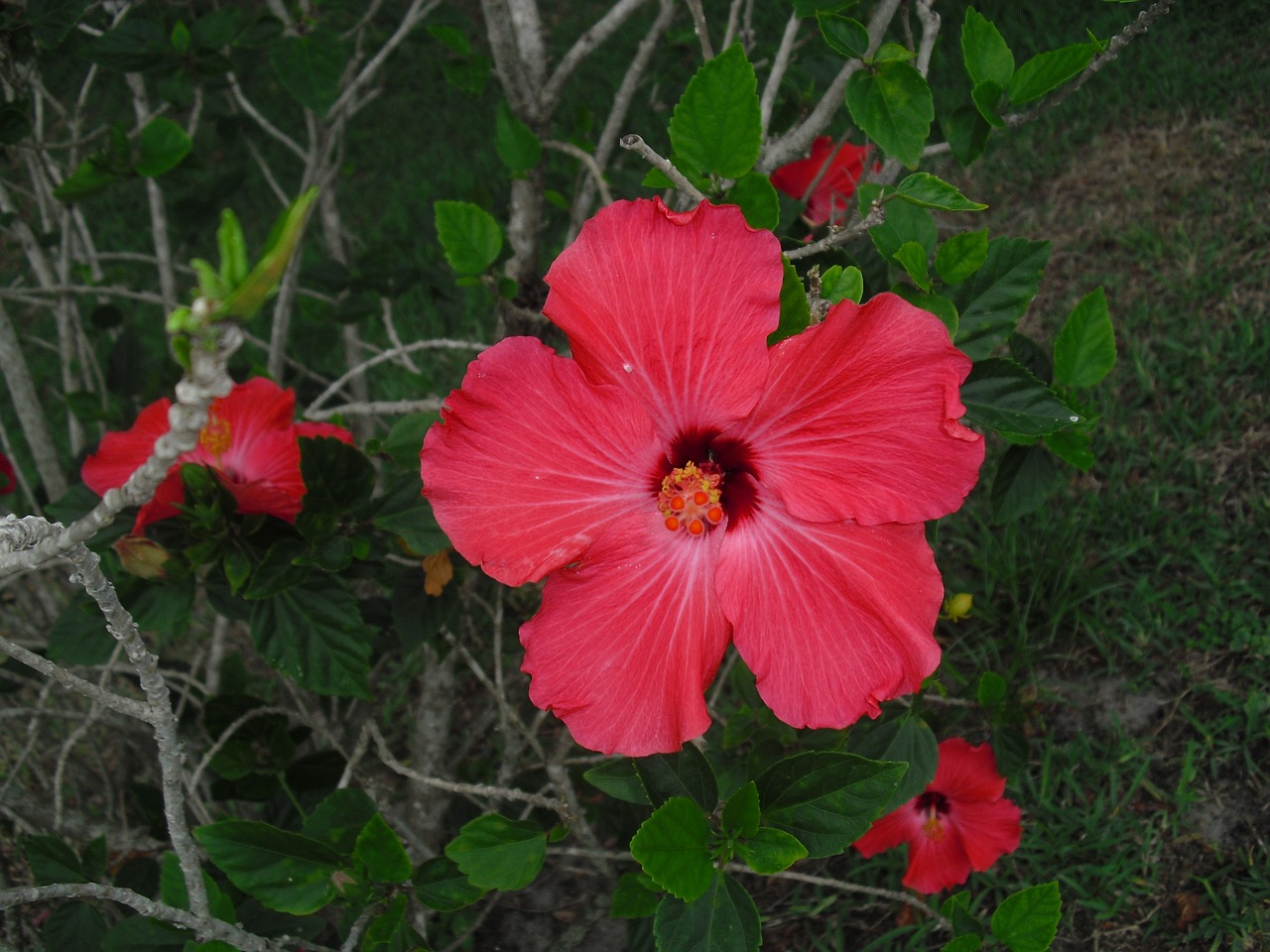 hibiscus red flower free photo