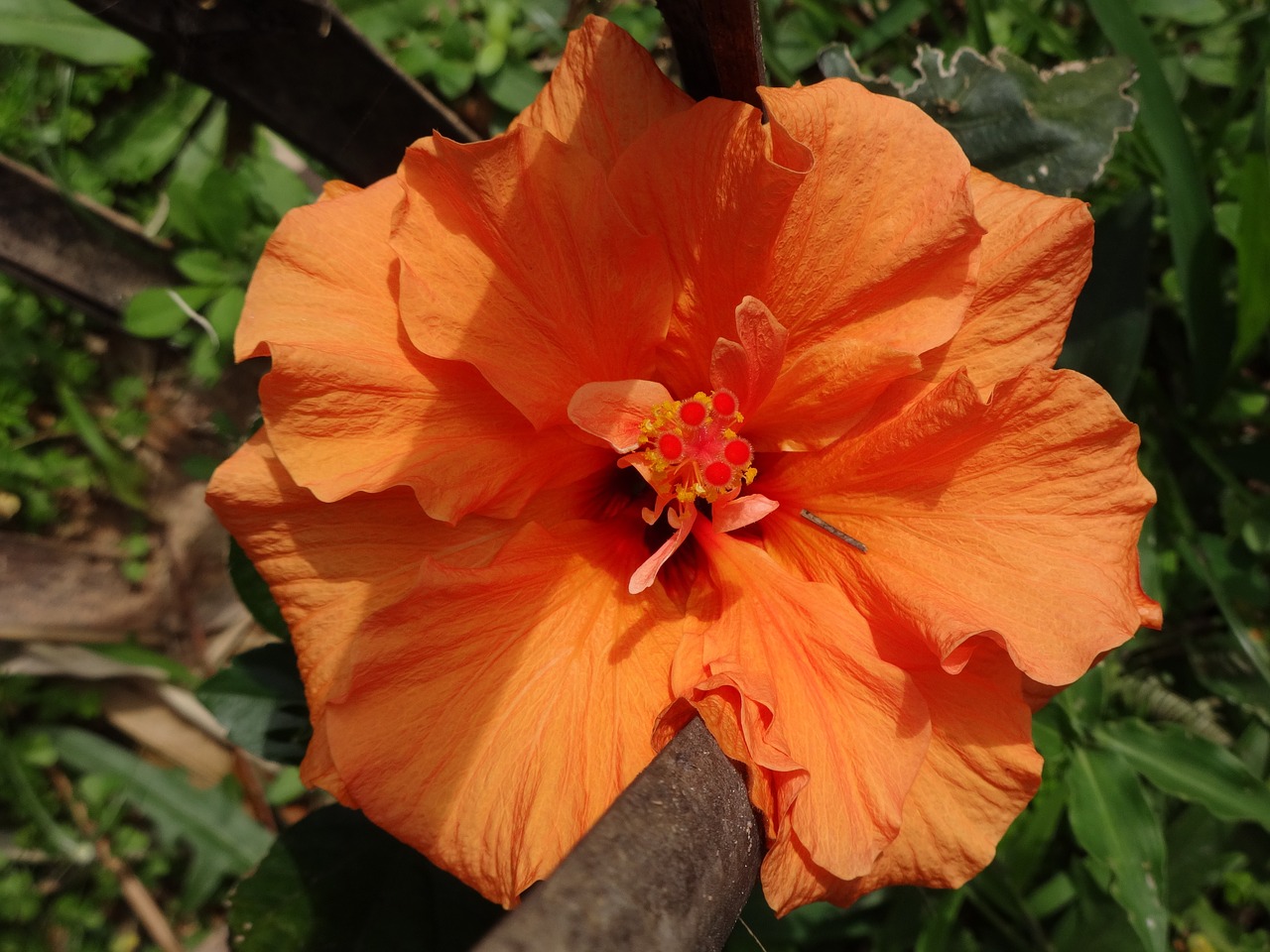 hibiscus orange flower free photo