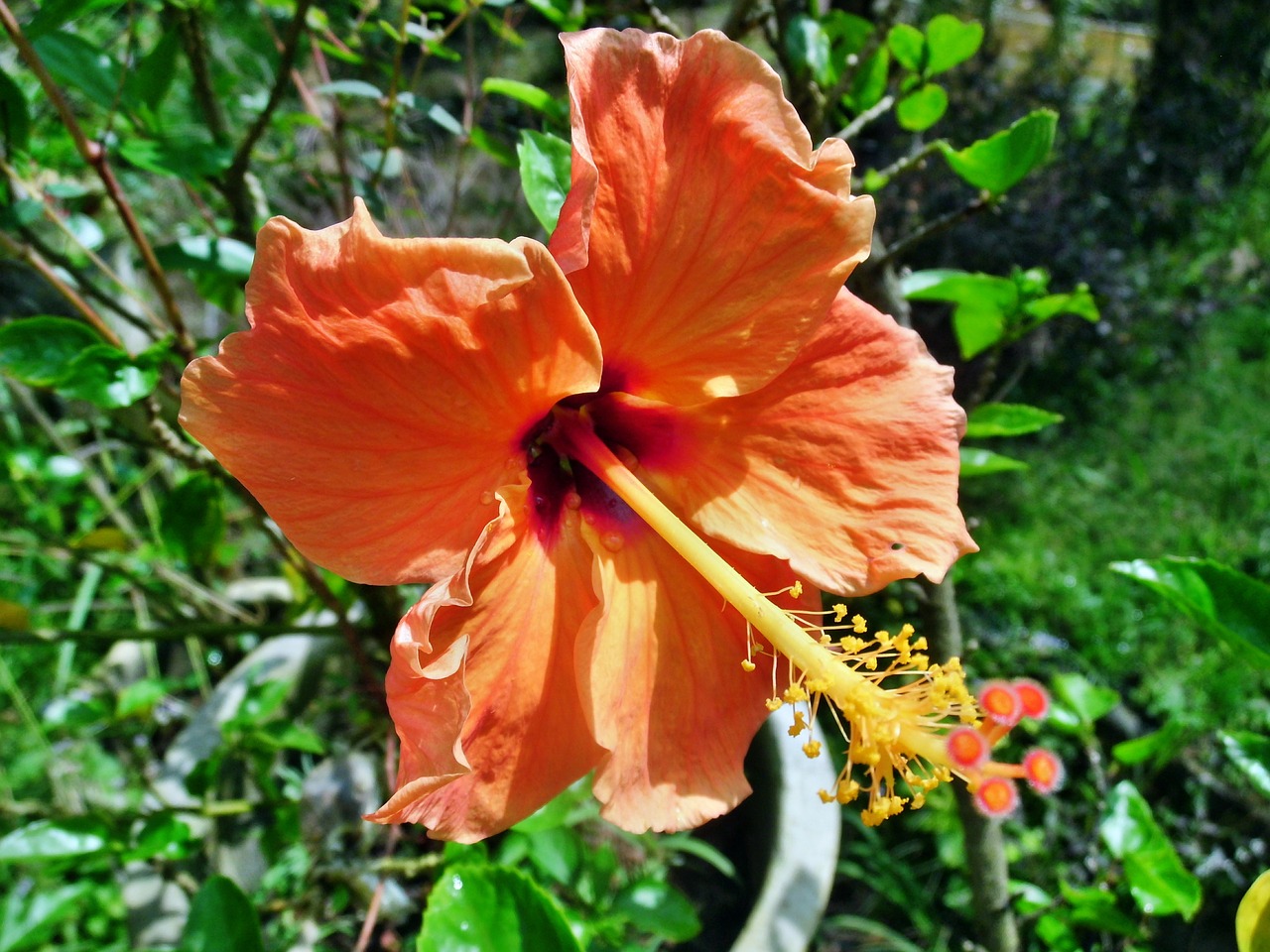 hibiscus rosa orange free photo