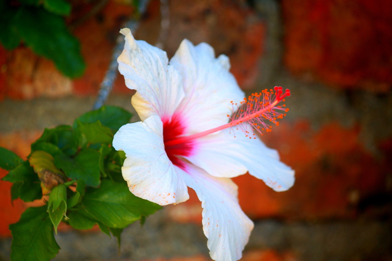 hibiscus white blossom free photo