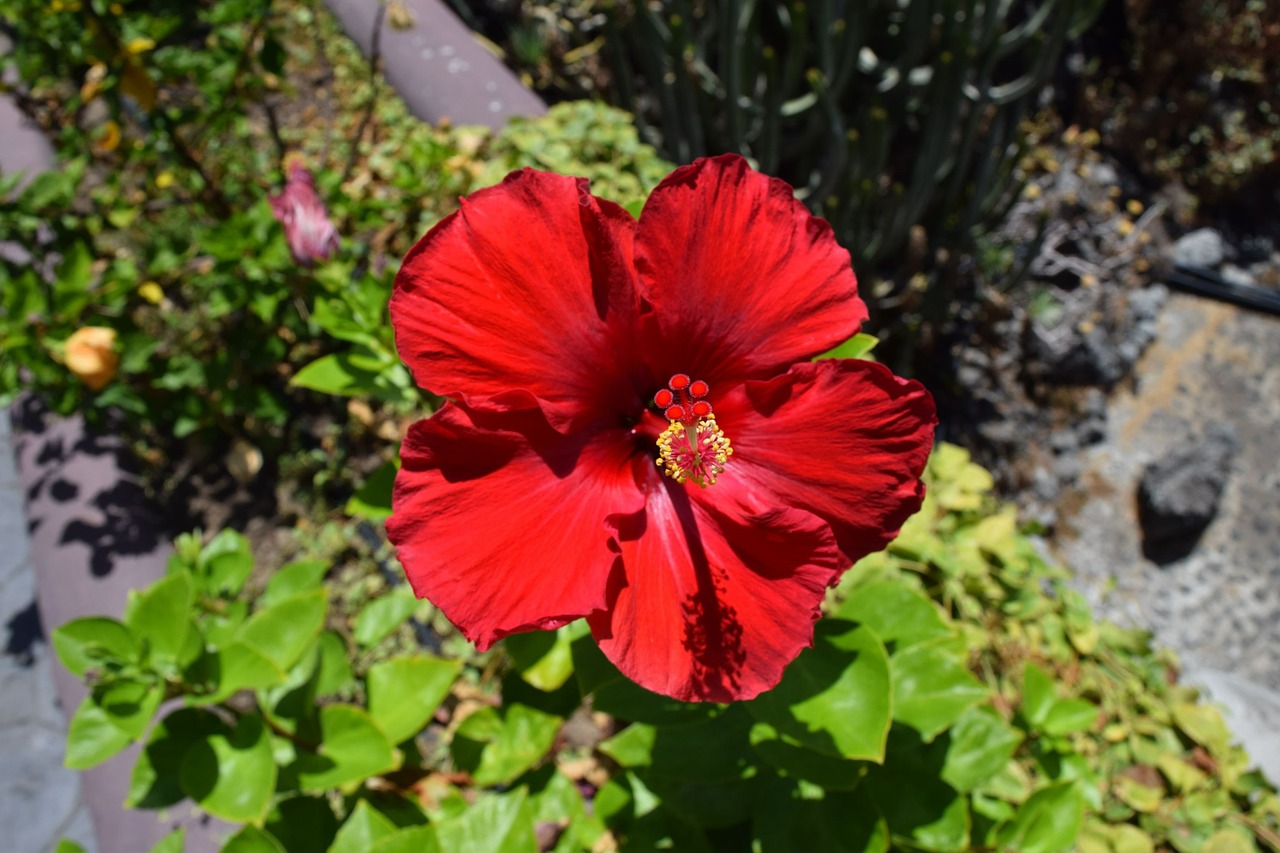 hibiscus red blossom free photo