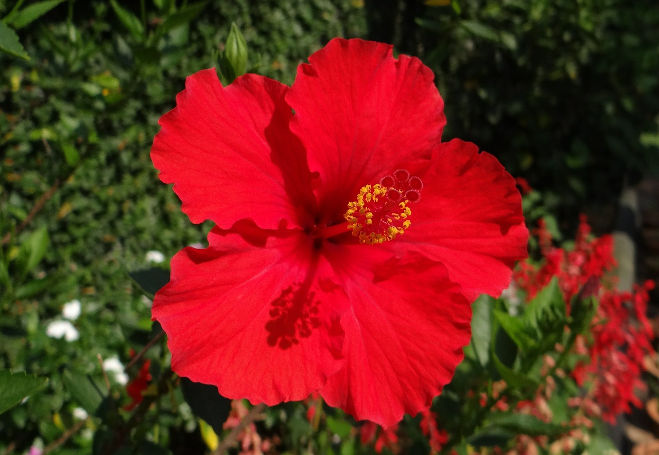 hibiscus red flower free photo