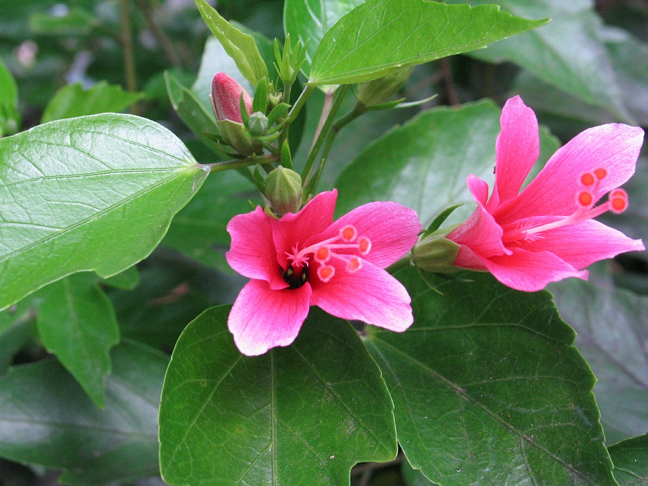 hibiscus flower pink free photo