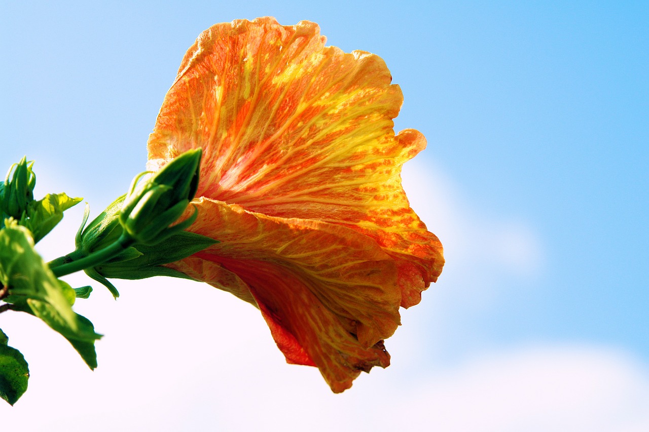 hibiscus sky flower free photo