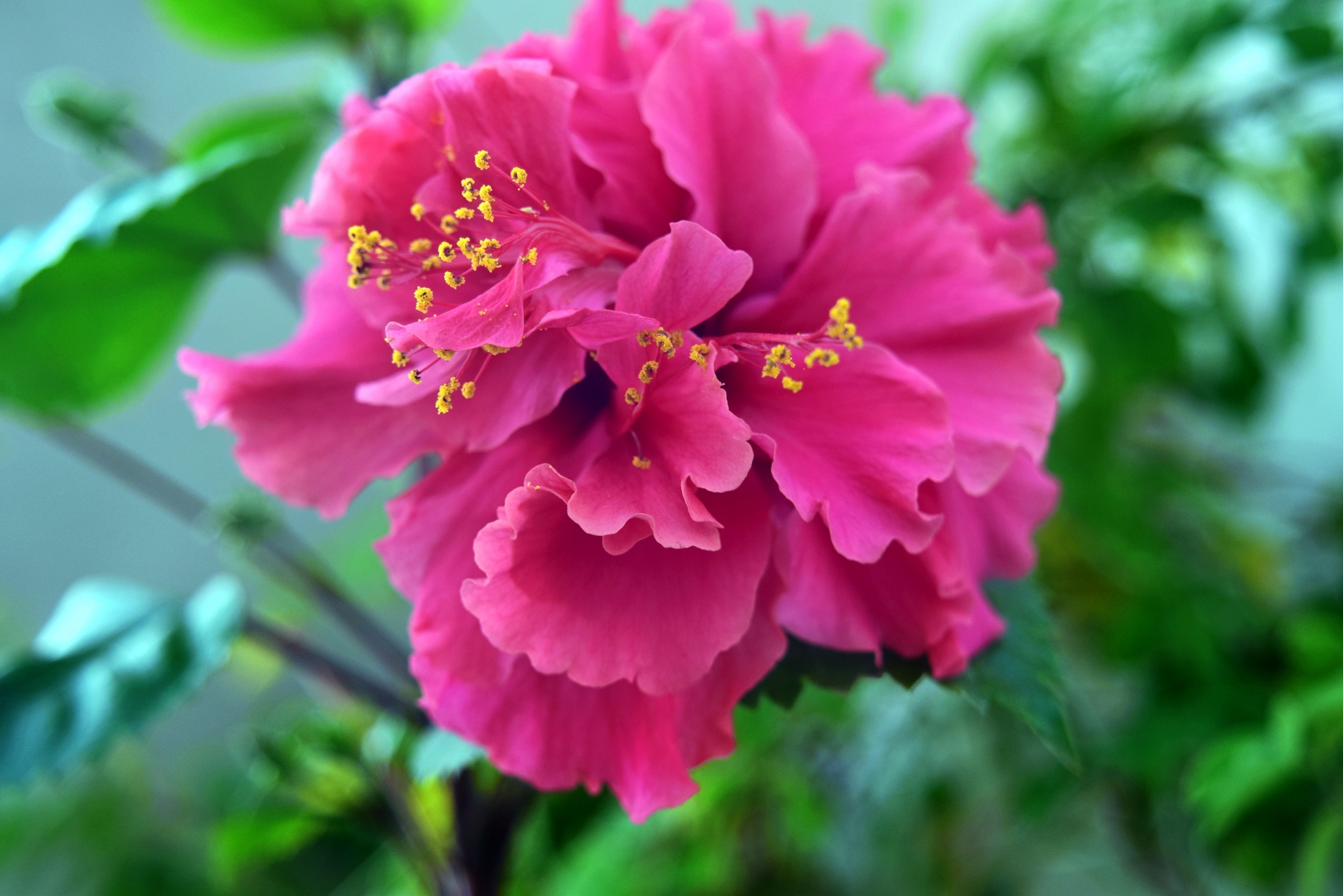 hibiscus flower nature free photo