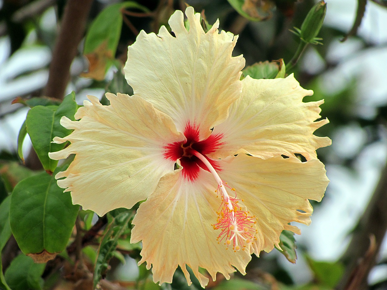 hibiscus flower yellow free photo