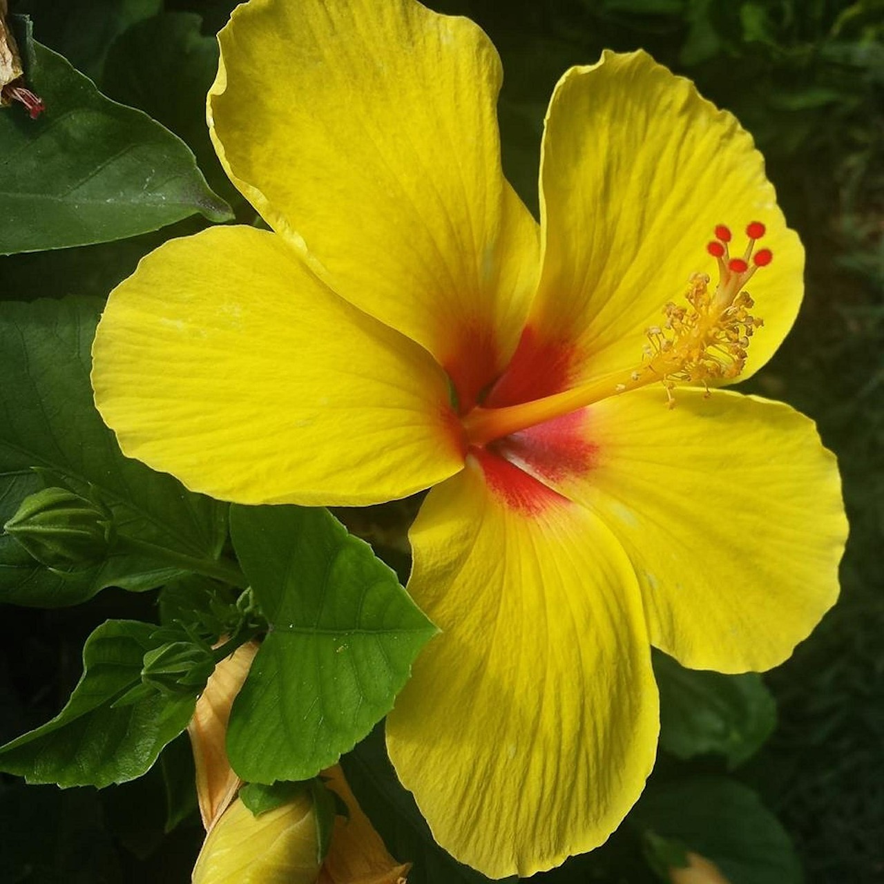 hibiscus yellow flowers free photo