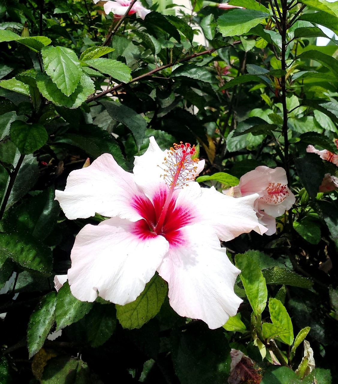 hibiscus pink flower free photo