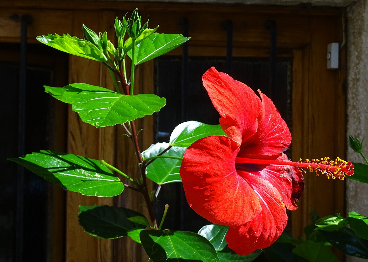 hibiscus nature flower free photo