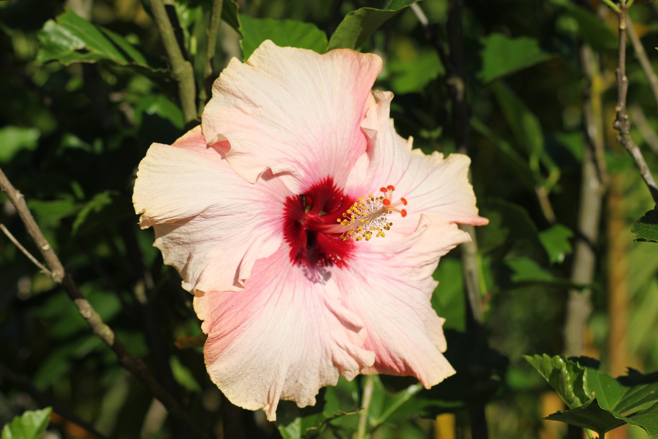 hibiscus flower nature free photo