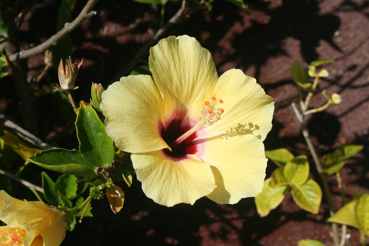 hibiscus plants flowers free photo