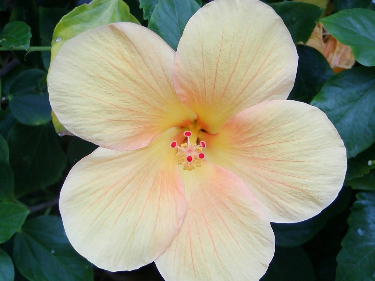 hibiscus blossom bloom free photo