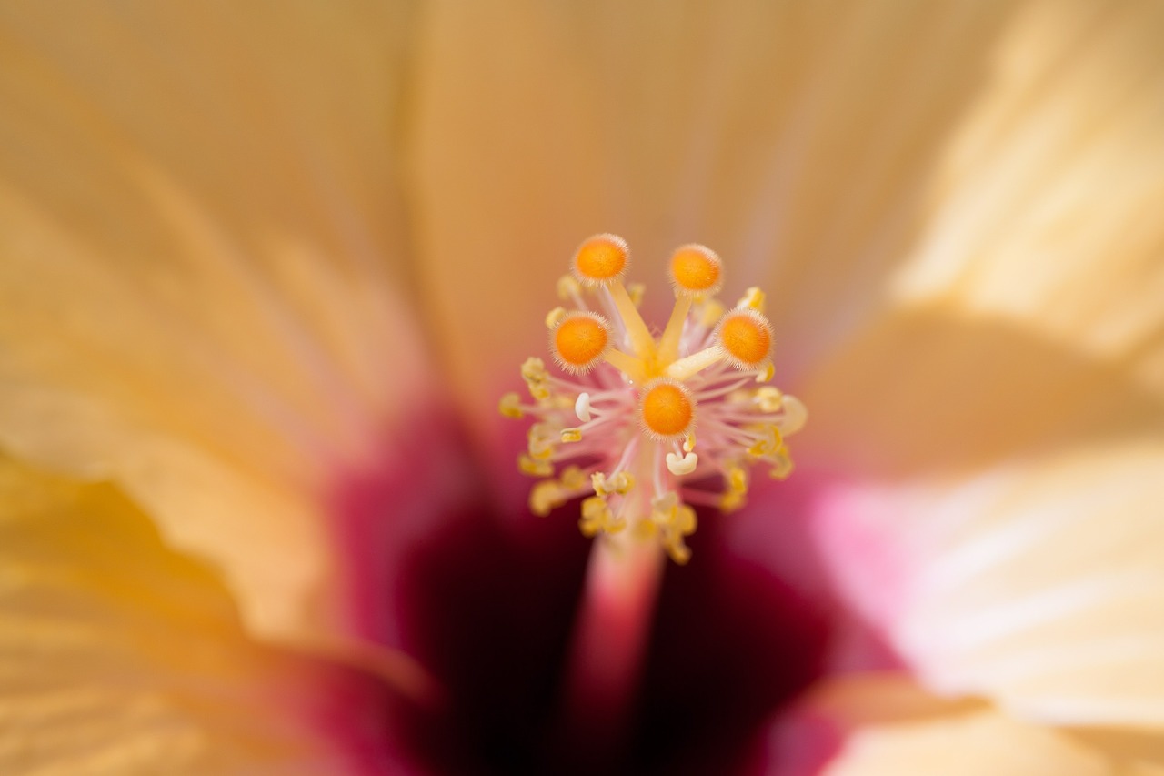 hibiscus chinese rose eibisch chinese rose free photo