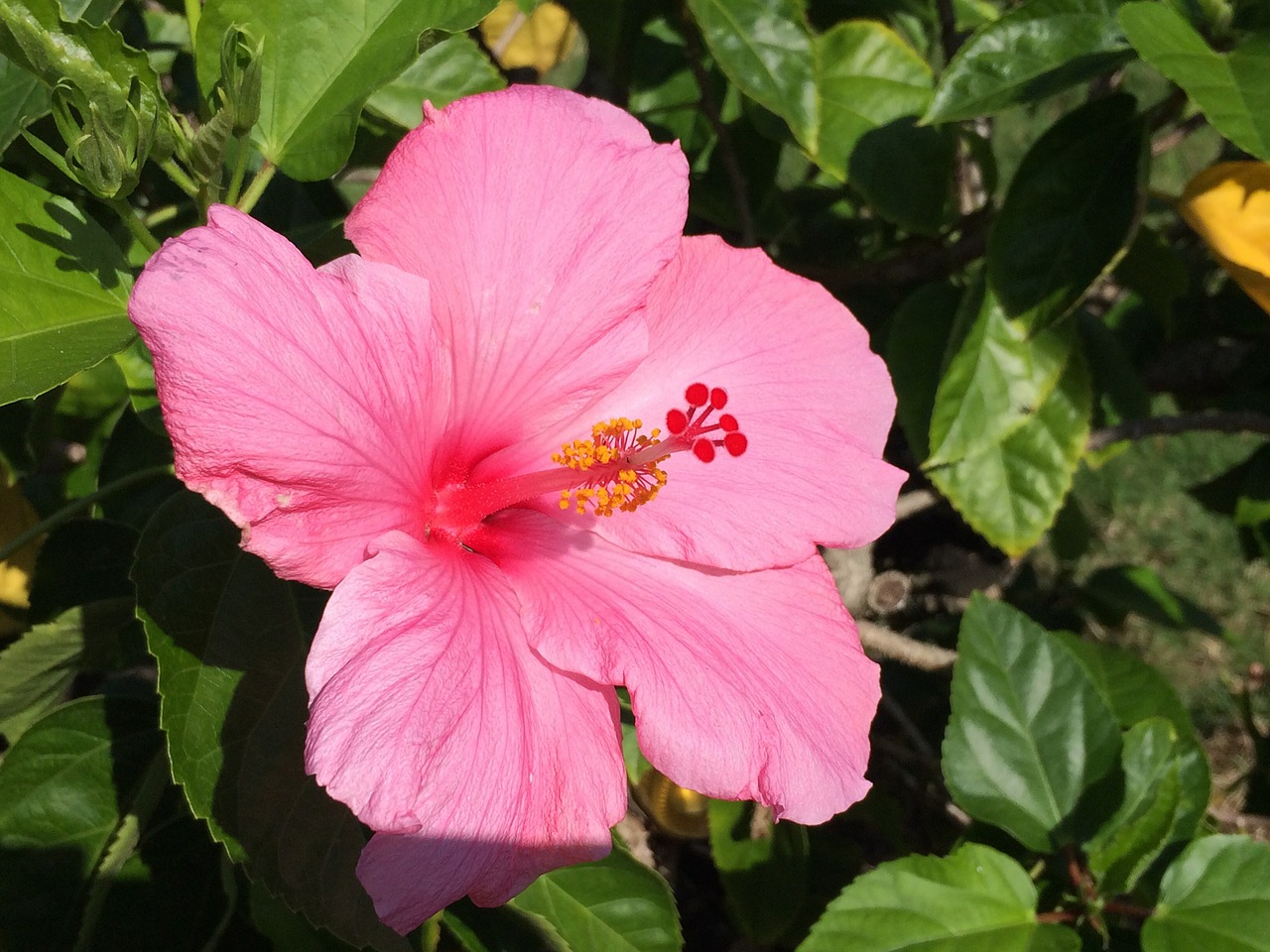 hibiscus flower pink free photo