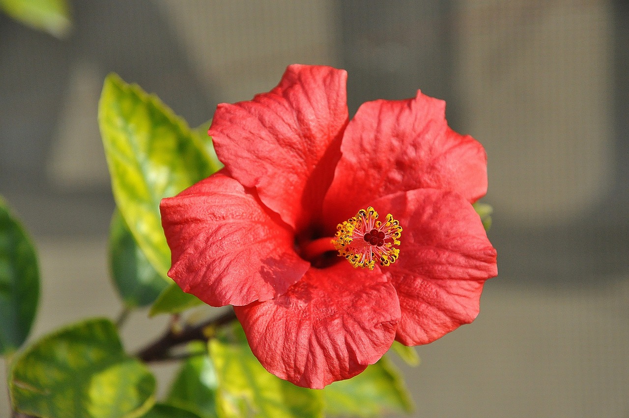 hibiscus mallow flower free photo