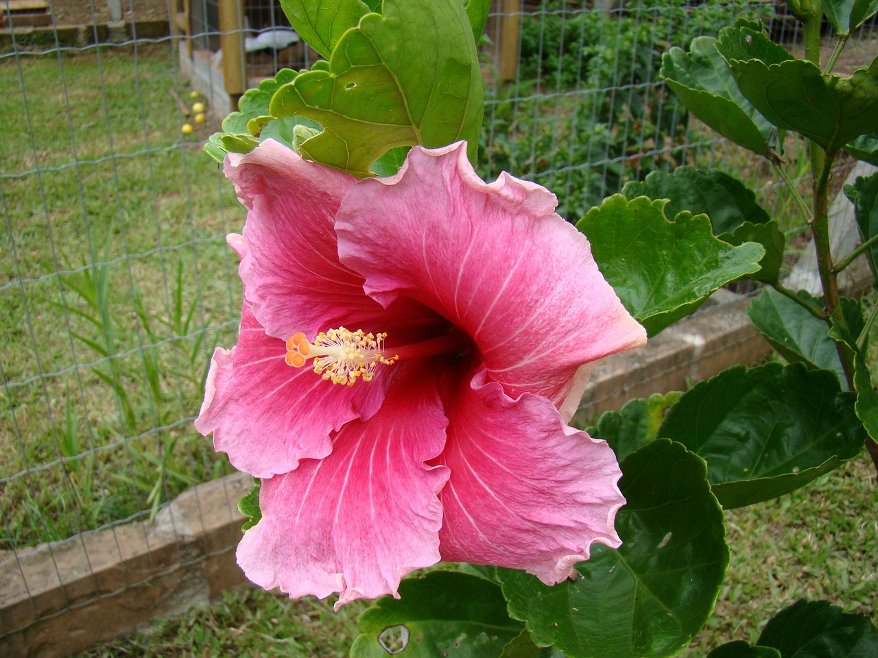 hibiscus flower flora free photo