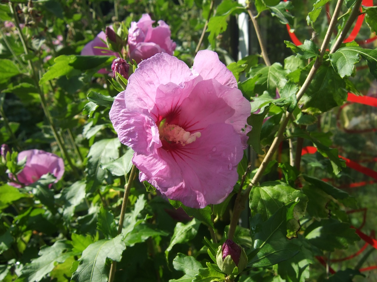 hibiscus flower garden free photo