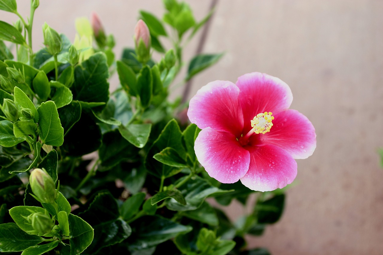 hibiscus flower hawaii free photo