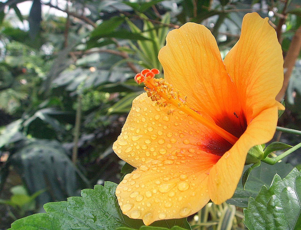 hibiscus blossom bloom free photo