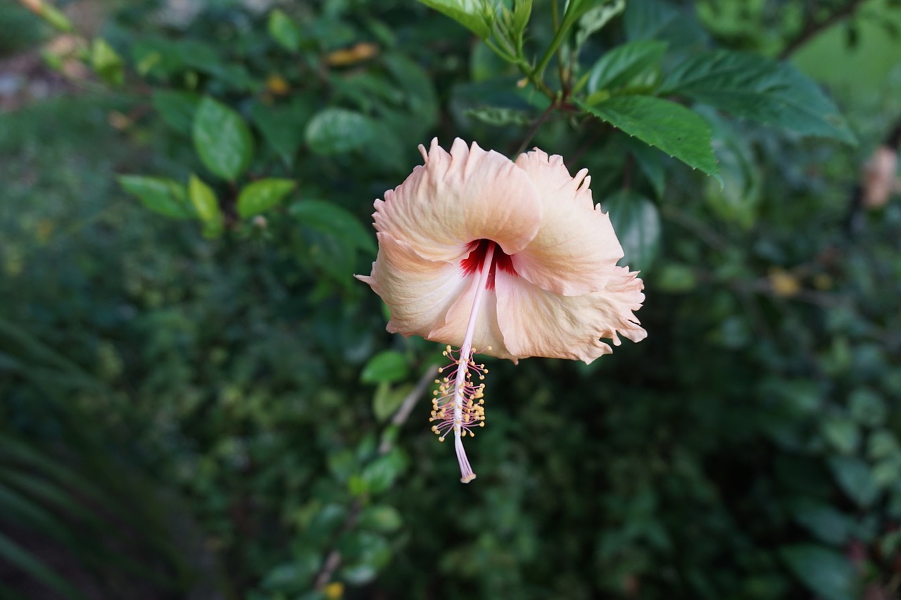 hibiscus flower blossom free photo