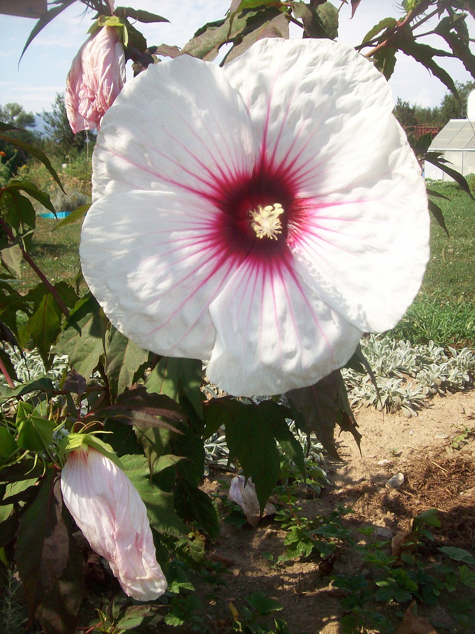 hibiscus flower hibiscus moon free photo