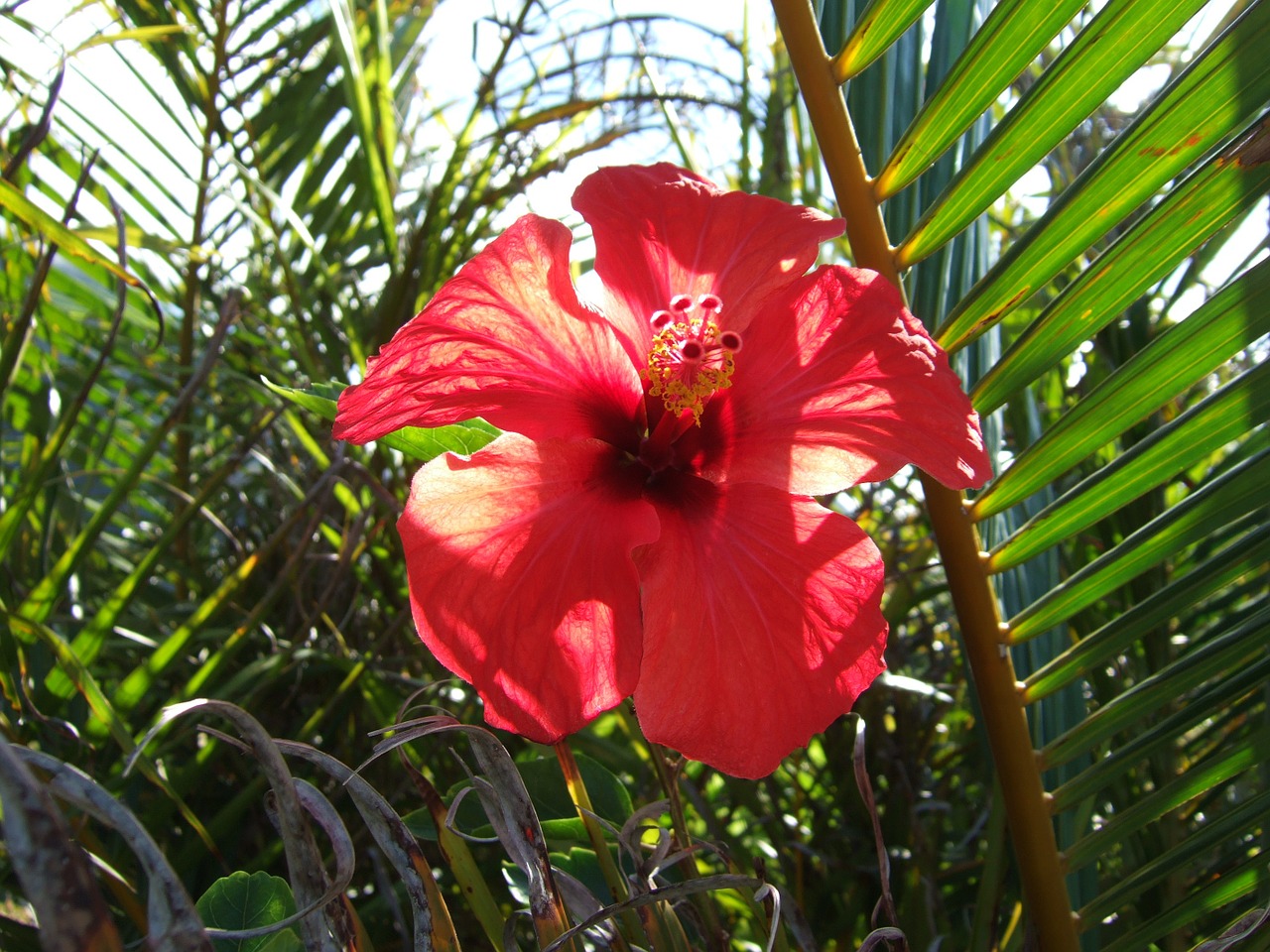 hibiscus flower exotic free photo