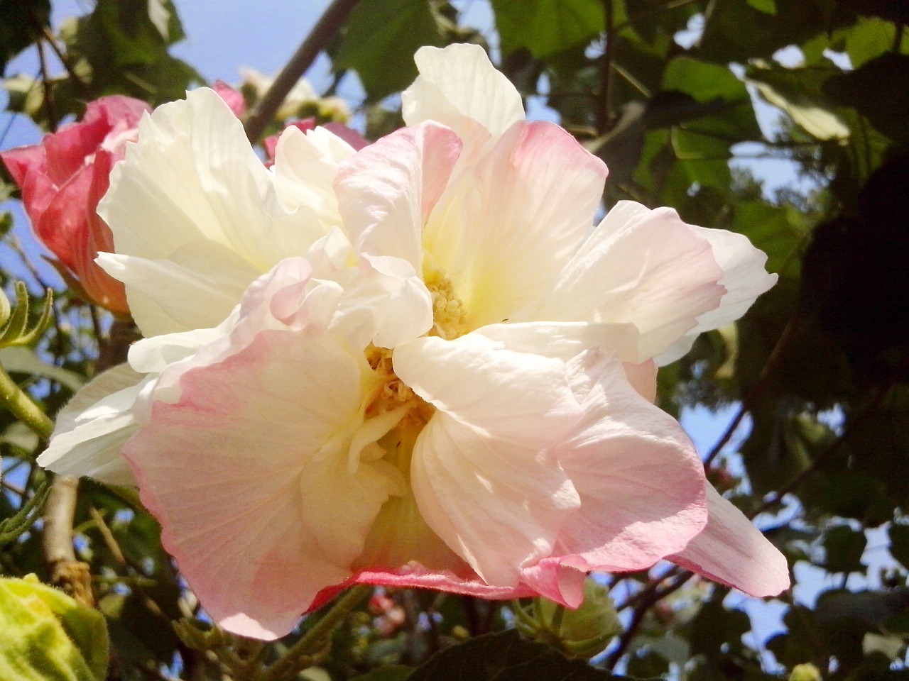 hibiscus white blossom free photo