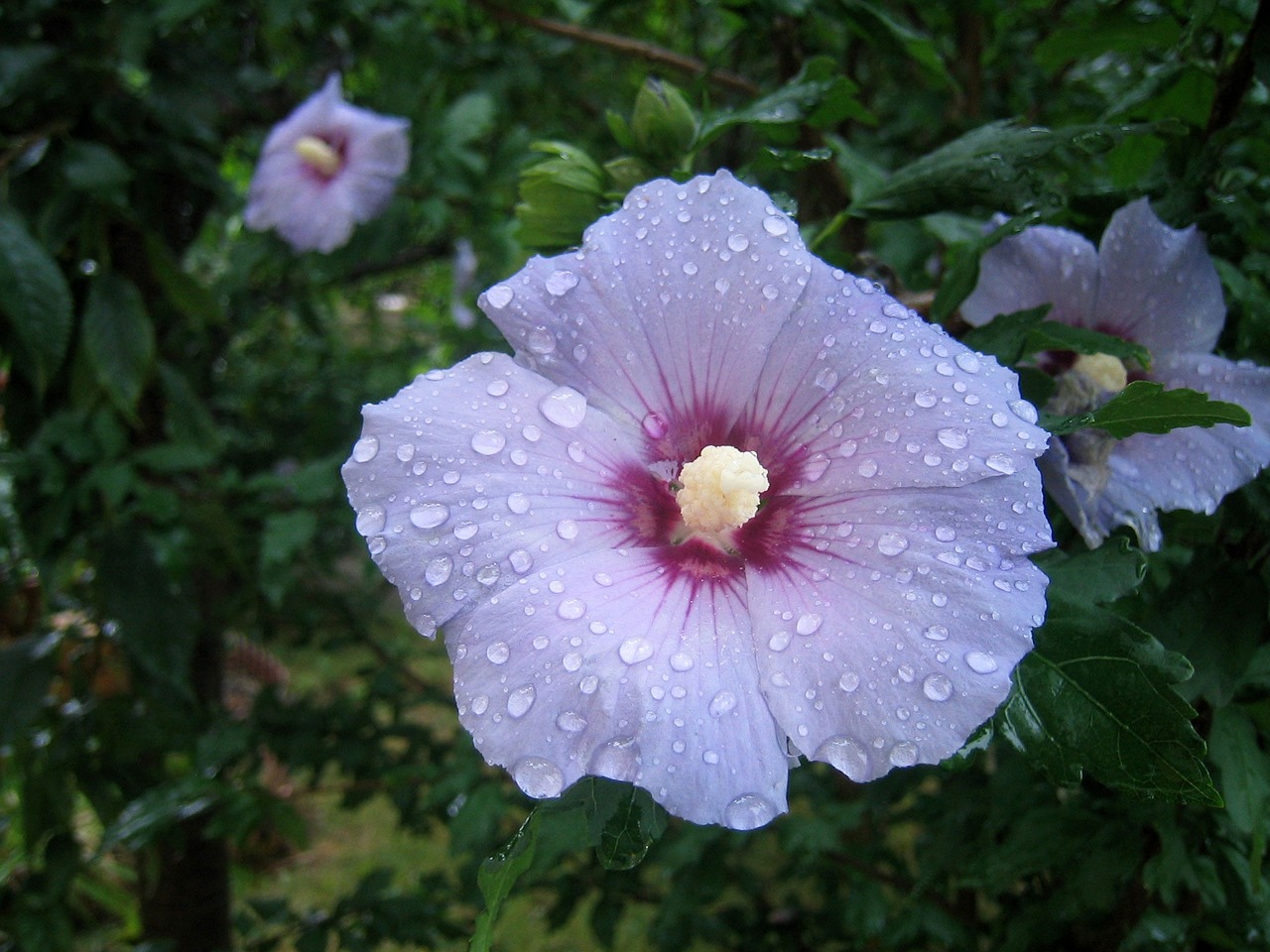 hibiscus hibiscus flower flower free photo