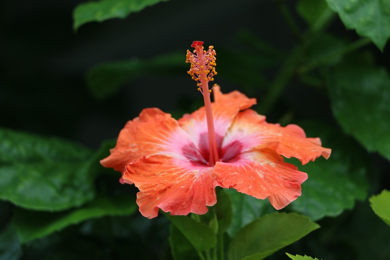 hibiscus flower red free photo