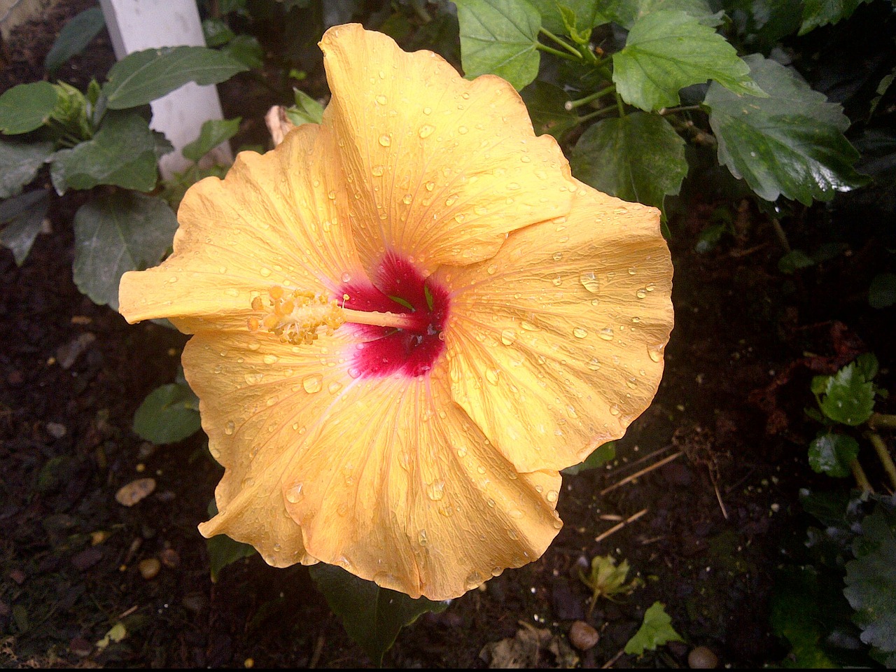 hibiscus flower nature free photo