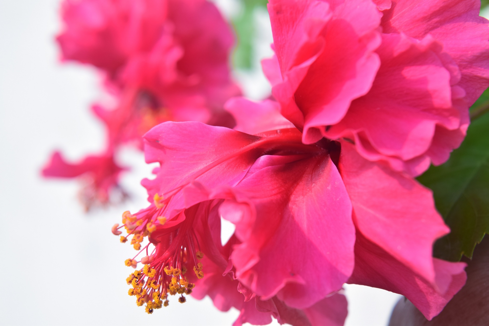 hibiscus macro flower free photo