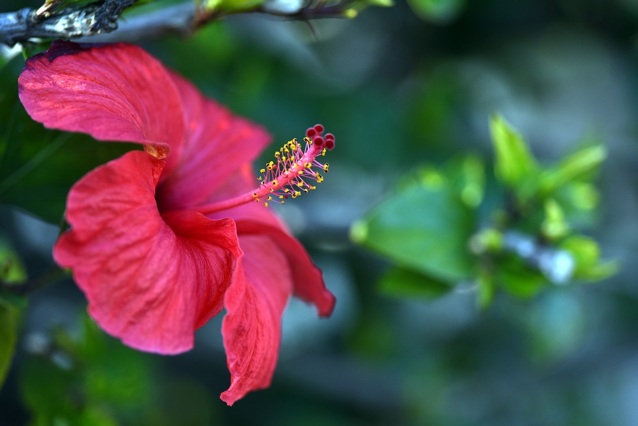 hibiscus red flower free photo