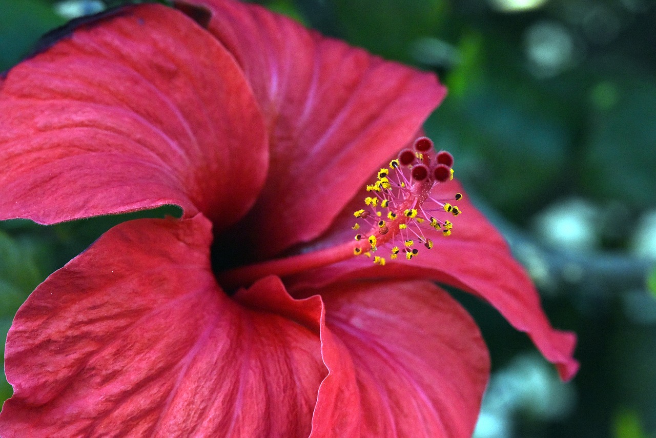 hibiscus red flower free photo