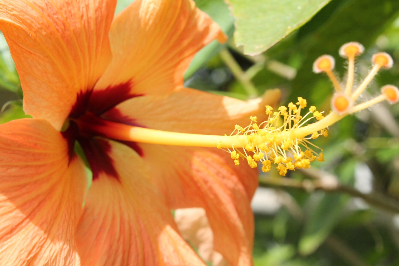 hibiscus spring flower free photo