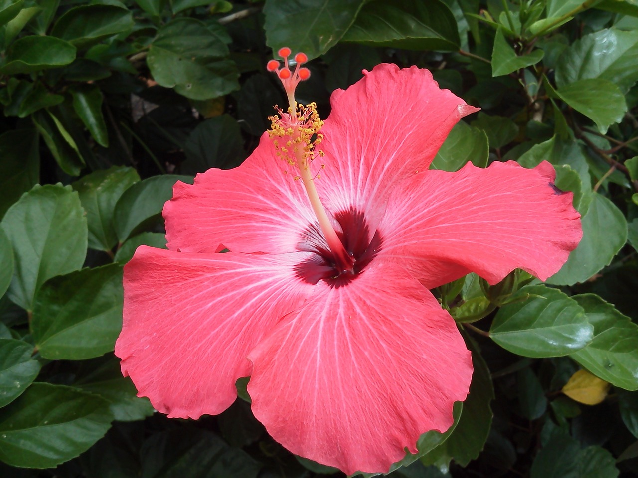 hibiscus pink hibiscus single bloom free photo