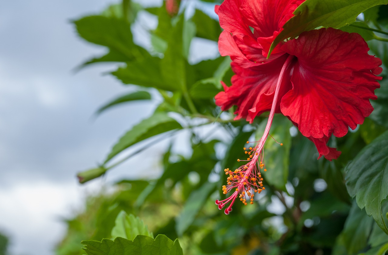 hibiscus flower macro free photo