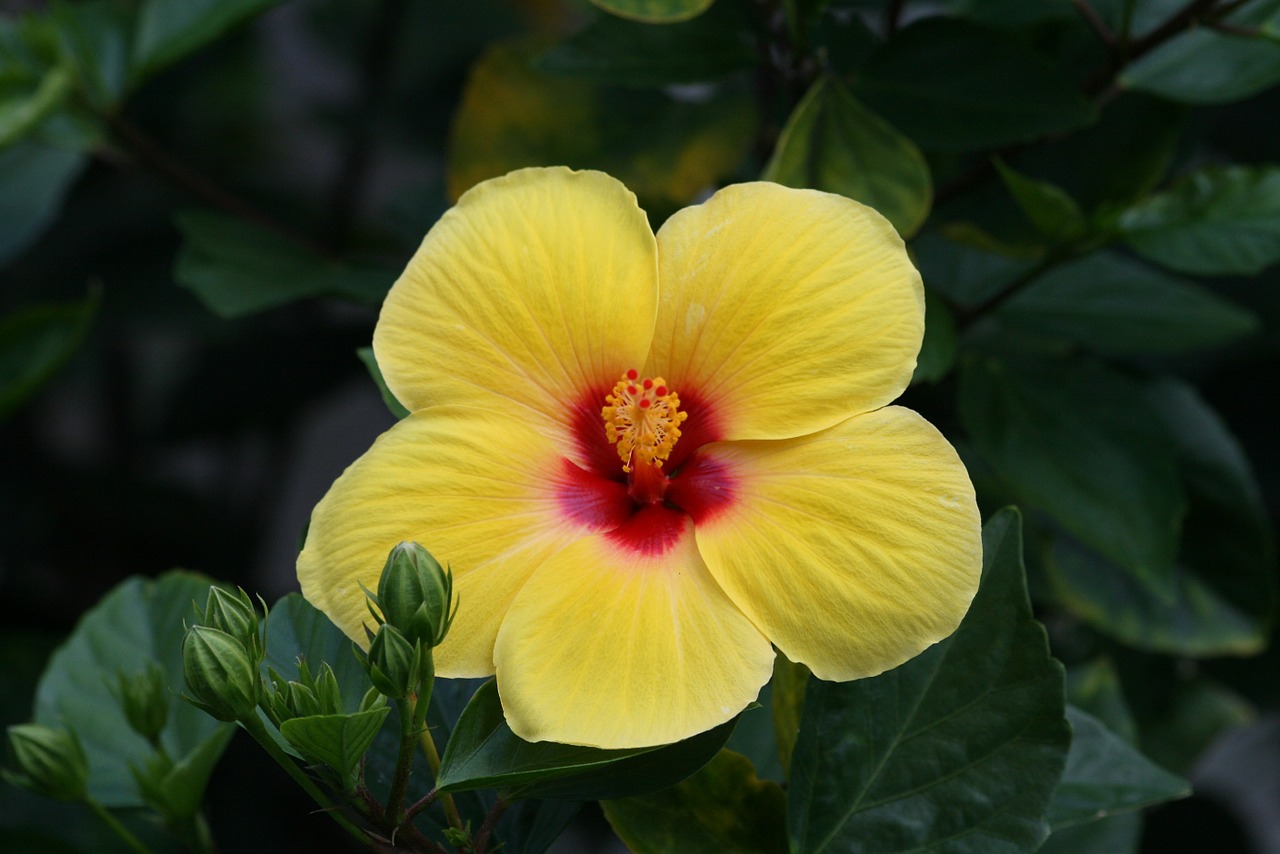 hibiscus flower yellow free photo