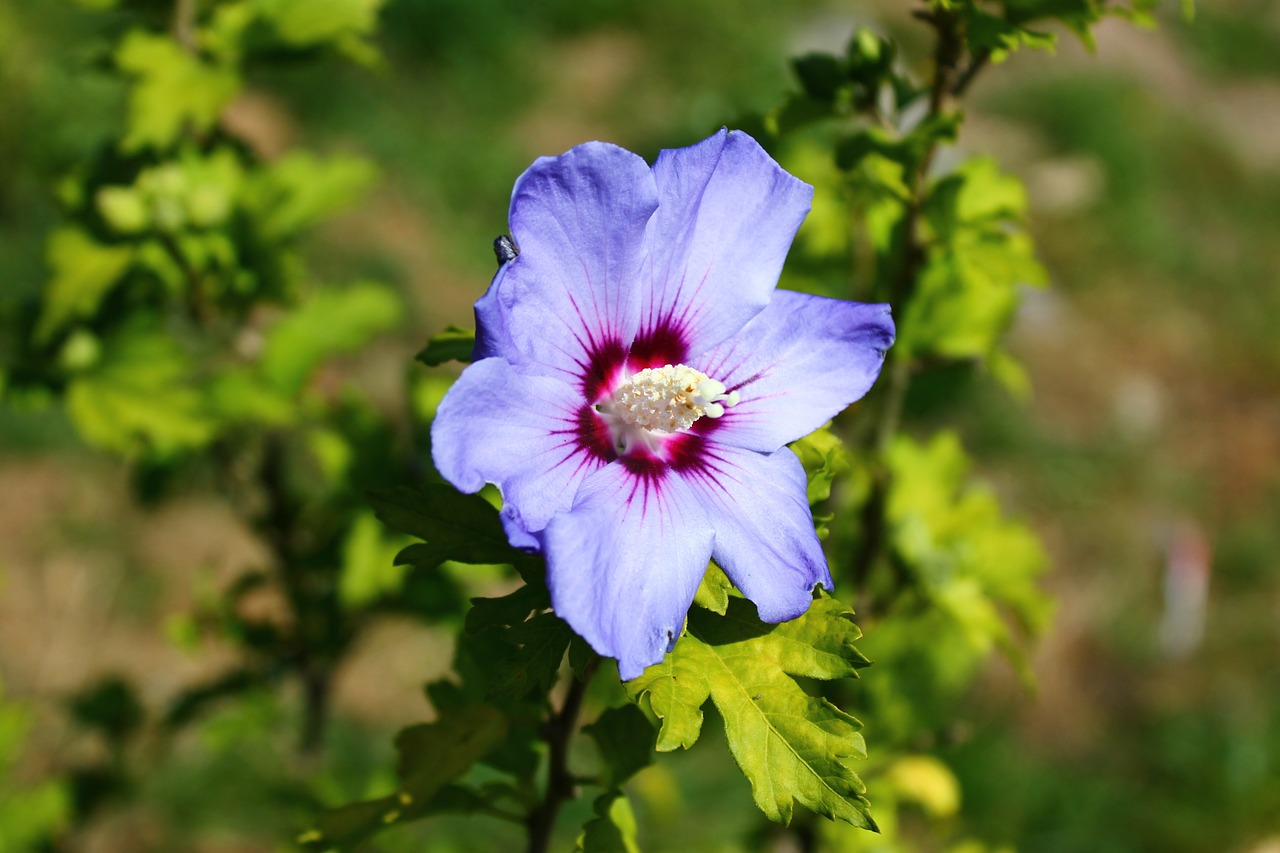 hibiscus tree flower free photo