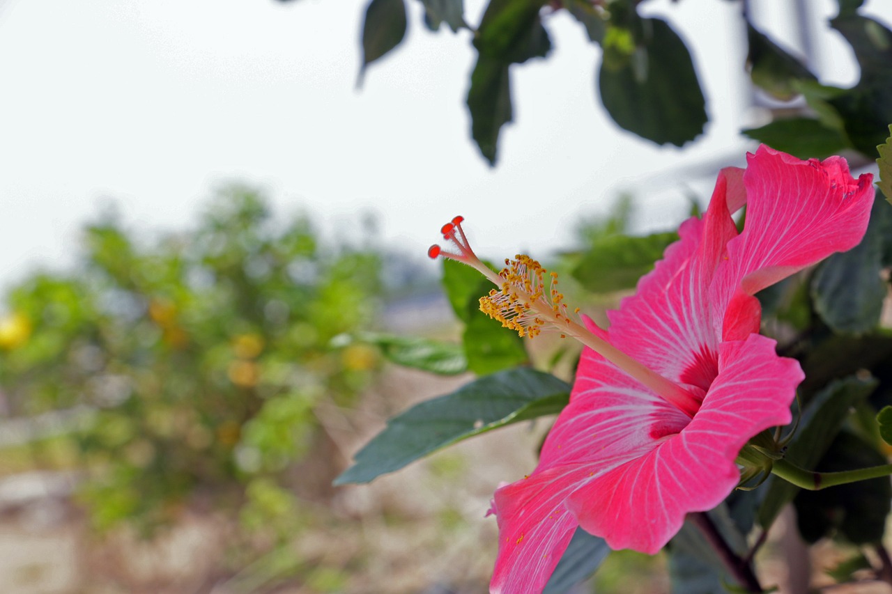 hibiscus flowers pink free photo