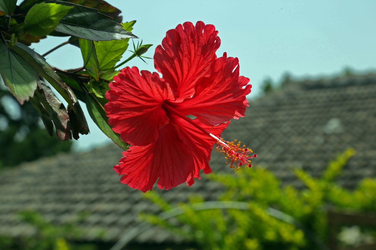 hibiscus hashigo梧 okinawa free photo