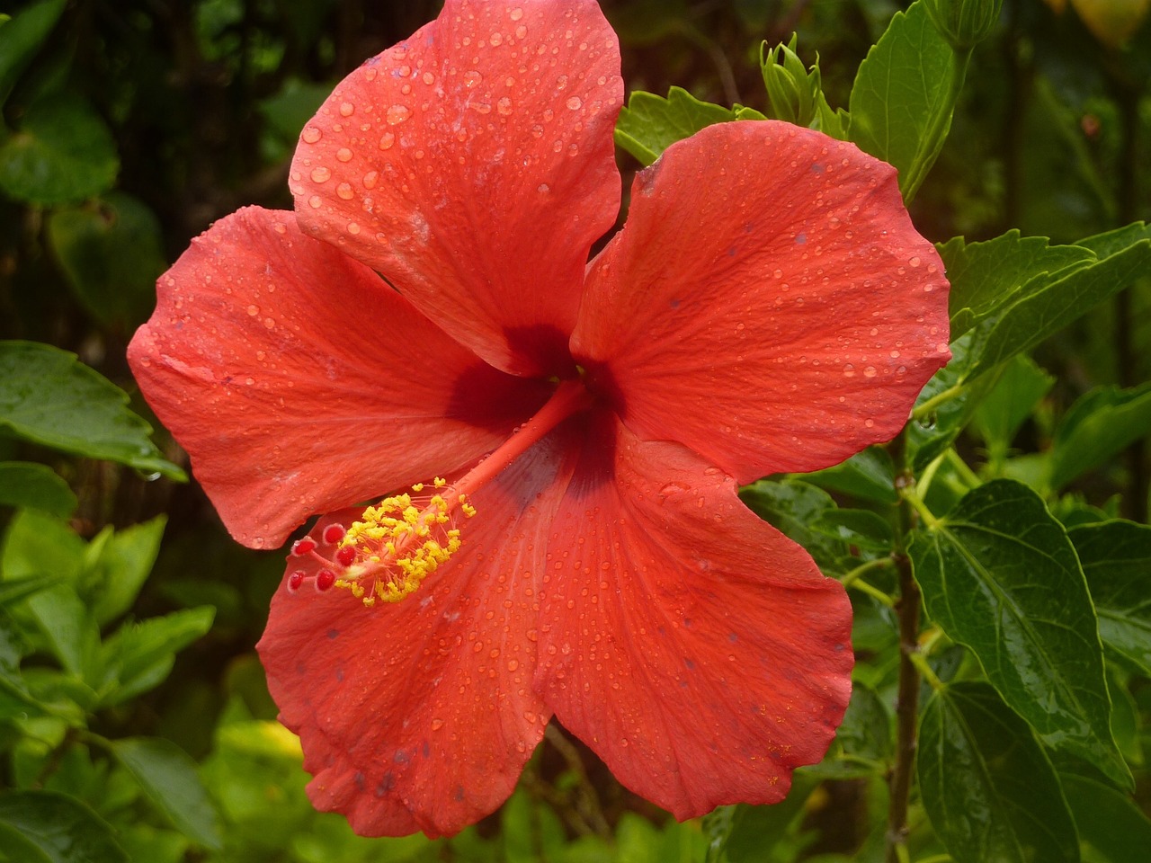 hibiscus flower red free photo