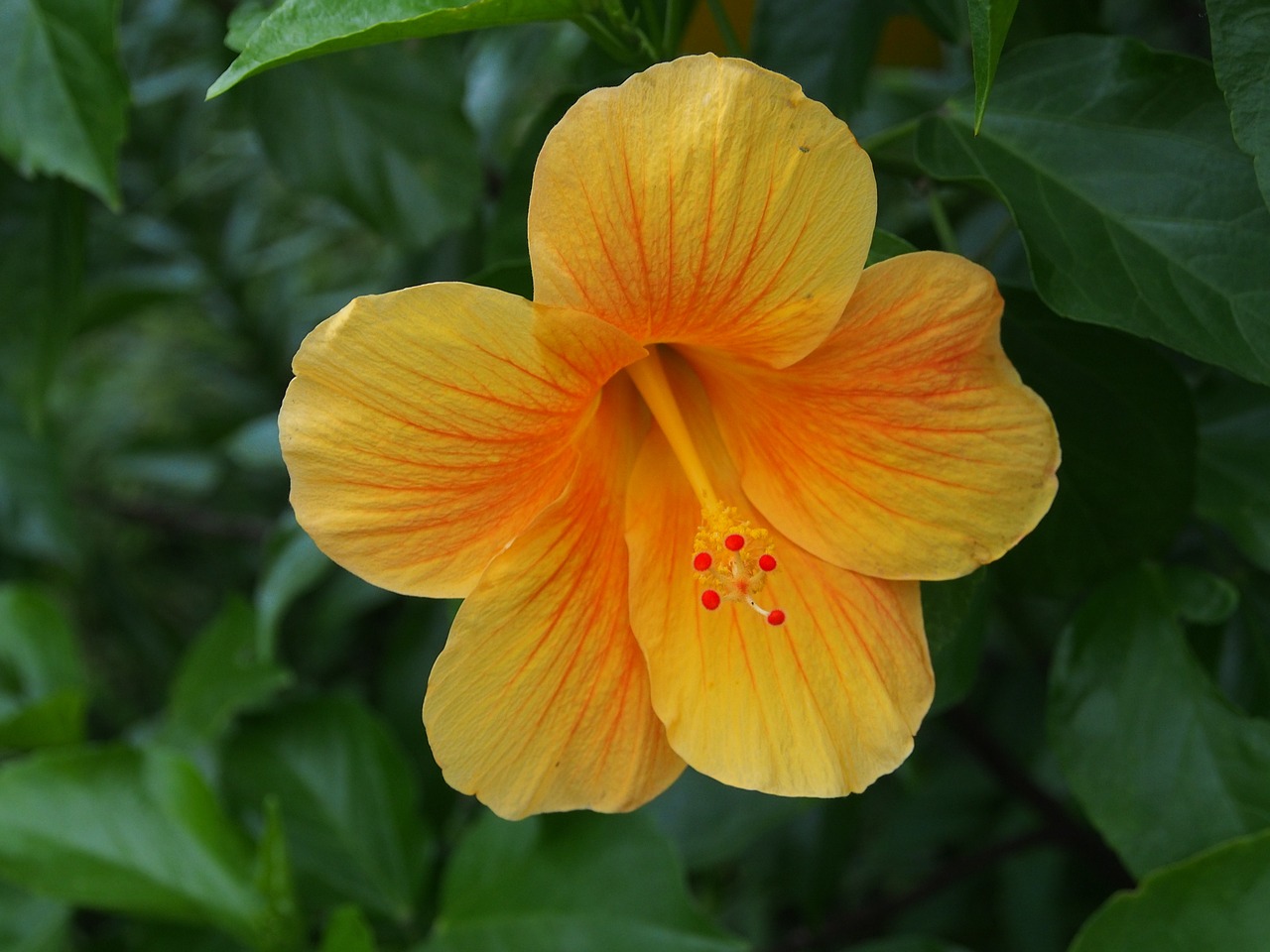 hibiscus cleft yellow free photo