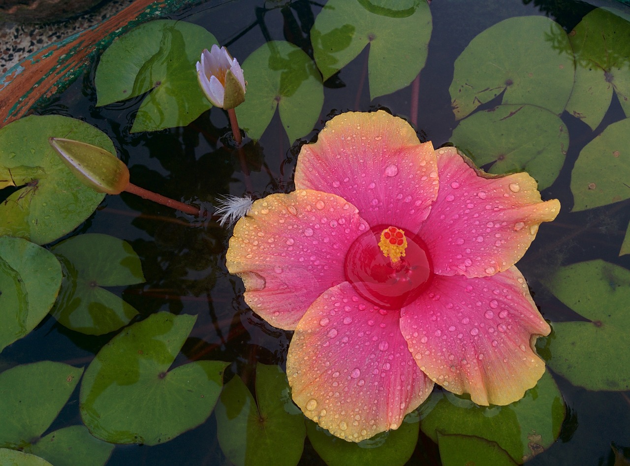 hibiscus lotus flower free photo