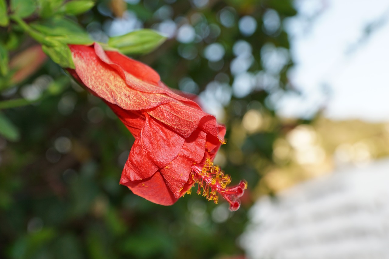 hibiscus flower red free photo
